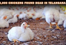 Nearly 2,000 Chickens Found Dead in Telangana Poultry Farm Amid Bird Flu Scare