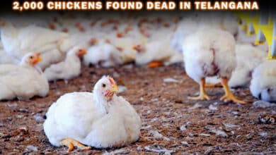 Nearly 2,000 Chickens Found Dead in Telangana Poultry Farm Amid Bird Flu Scare