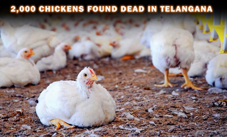 Nearly 2,000 Chickens Found Dead in Telangana Poultry Farm Amid Bird Flu Scare