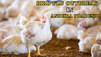 Bird Flu Outbreak in Andhra Pradesh: Lockdown Imposed on Poultry Sector