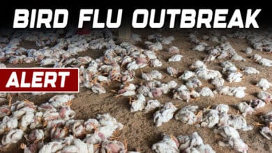 Telangana Bird Flu Crisis: Thousands of Chickens Dead, Authorities on Alert