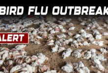 Alert: Thousands of Chickens Dies in Just 3 Days Amid Bird Flu Outbreak