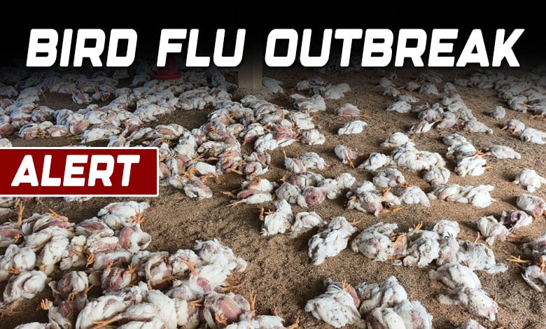 Alert: Thousands of Chickens Dies in Just 3 Days Amid Bird Flu Outbreak