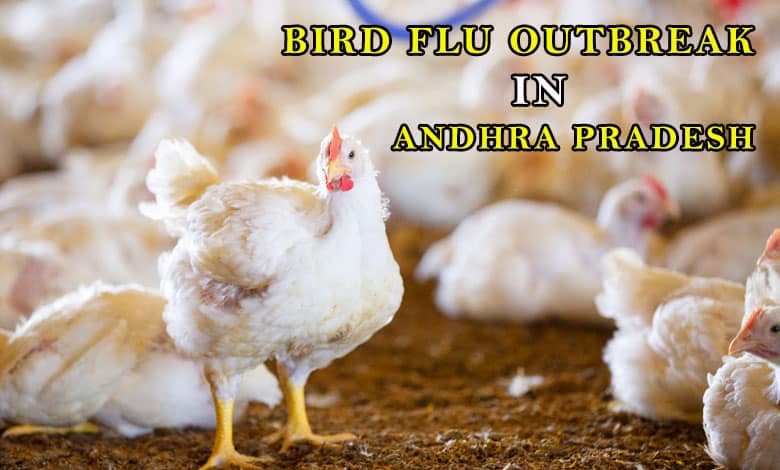 Bird Flu Outbreak in Andhra Pradesh: Lockdown Imposed on Poultry Sector