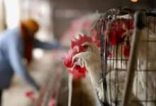 Andhra Pradesh Tackles Bird Flu with Swift Action, Minister Urges Calm