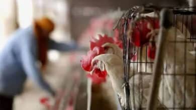 Andhra Pradesh Tackles Bird Flu with Swift Action, Minister Urges Calm