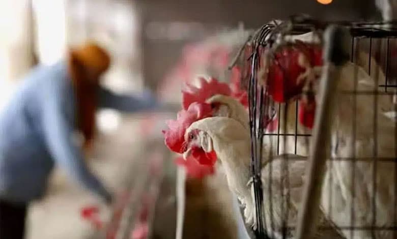 Andhra Pradesh Tackles Bird Flu with Swift Action, Minister Urges Calm