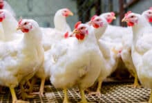 Chicken Prices Drop by Rs 50 per kg Amid Bird Flu Scare; Telangana Govt Assures Safety