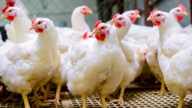 Chicken Prices Drop by Rs 50 per kg Amid Bird Flu Scare; Telangana Govt Assures Safety