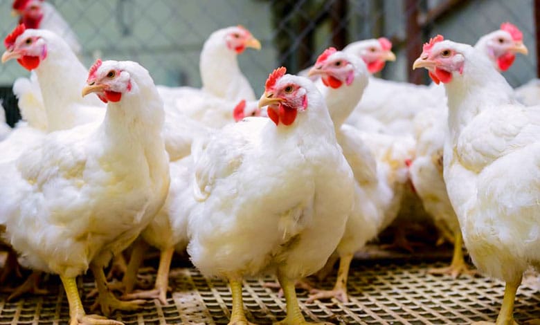 Chicken Prices Drop by Rs 50 per kg Amid Bird Flu Scare; Telangana Govt Assures Safety