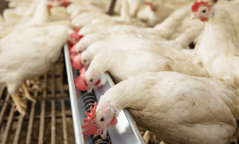 CHICKENS 1 Poultry Industry Faces Crisis with Over 40 Lakh Chicken Deaths in Telangana and Andhra Pradesh