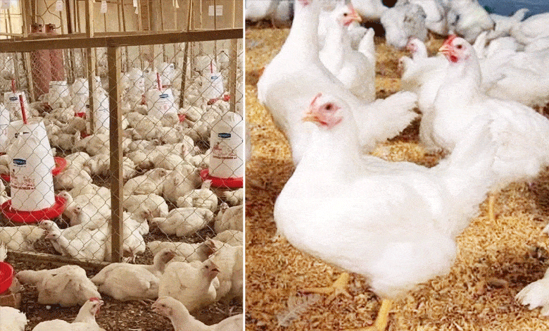 Poultry Industry Faces Crisis with Over 40 Lakh Chicken Deaths in Telangana and Andhra Pradesh