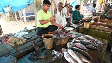 Hyderabad Faces Surge in Fish Consumption as Mutton Prices Soar Amid Birdflu Panic