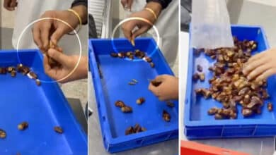 New Smuggling Tactic: Gold Hidden Inside Dates Caught by Customs Officials (Viral Video)