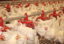 Is Telangana Facing a New Poultry Disease Outbreak After Andhra Pradesh's Bird Flu Cases?