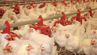 Is Telangana Facing a New Poultry Disease Outbreak After Andhra Pradesh's Bird Flu Cases?