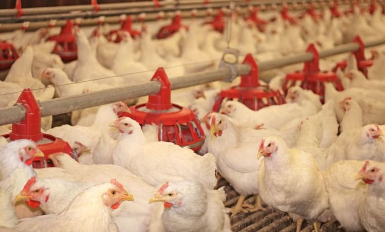 Is Telangana Facing a New Poultry Disease Outbreak After Andhra Pradesh's Bird Flu Cases?