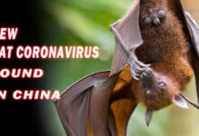 "Breaking News: New Bat Coronavirus Found in China, Raises Human Transmission Concerns"