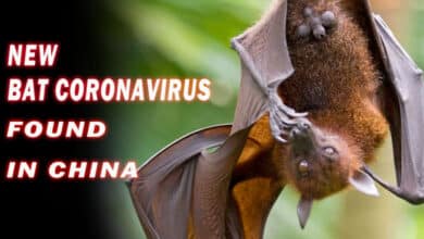 "Breaking News: New Bat Coronavirus Found in China, Raises Human Transmission Concerns"