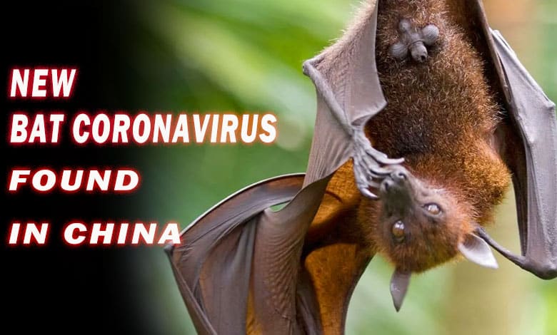 "Breaking News: New Bat Coronavirus Found in China, Raises Human Transmission Concerns"