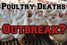 Mysterious Poultry Deaths in Telangana Trigger Emergency Response