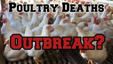 Mysterious Poultry Deaths in Telangana Trigger Emergency Response