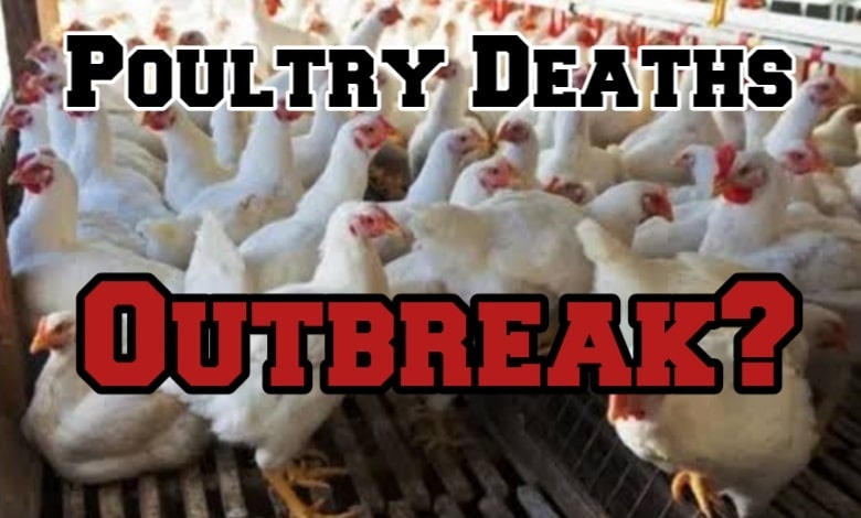 Mysterious Poultry Deaths in Telangana Trigger Emergency Response