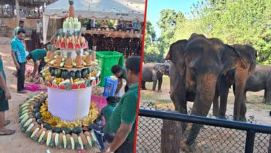 Golden Jubilee at Pinnawala: 50 Years of Dedication to Sri Lanka’s Elephants