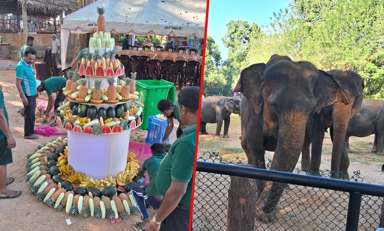 Golden Jubilee at Pinnawala: 50 Years of Dedication to Sri Lanka’s Elephants