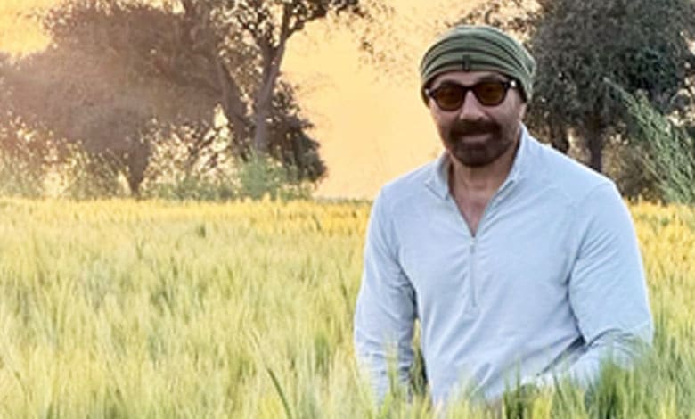 Sunny Deol Prepares for Baisakhi in the Fields, Embraces His 'Jaat' Roots