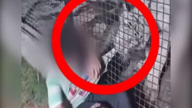 Watch: Child Shouts 'Meri Shirt Chhorde, Mummy Dantengi' as Tiger Grabs His Shirt, Video Goes Viral on Social Media