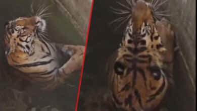 A Battle for Life: Rescuers' Daring Mission to Save Tiger and Wild Boar from Death