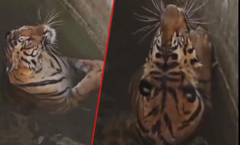 A Battle for Life: Rescuers' Daring Mission to Save Tiger and Wild Boar from Death