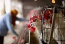 Veterinary officials inspect poultry trucks at Telangana-Andhra border checkposts to enforce the bird flu transport ban.