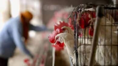 Veterinary officials inspect poultry trucks at Telangana-Andhra border checkposts to enforce the bird flu transport ban.