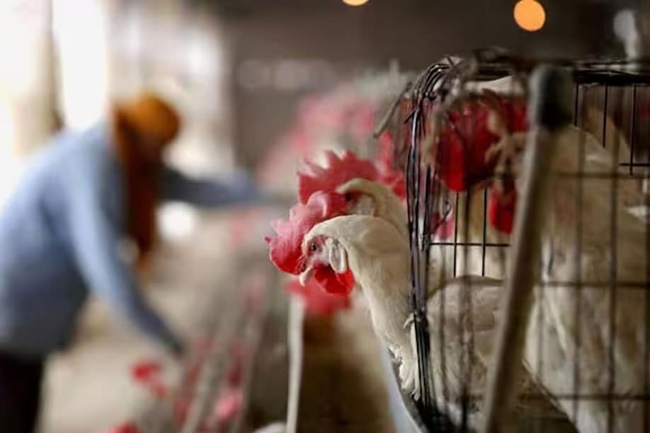 Veterinary officials inspect poultry trucks at Telangana-Andhra border checkposts to enforce the bird flu transport ban.