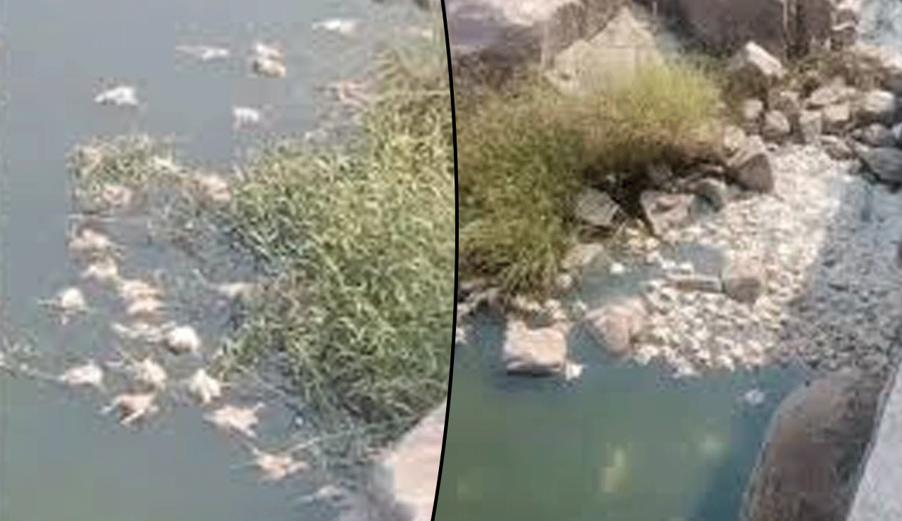 Hundreds of Dead Chickens Found Dumped in River Manjeera in Medak District