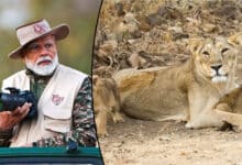 PM Modi Celebrates World Wildlife Day with Jungle Safari at Gir