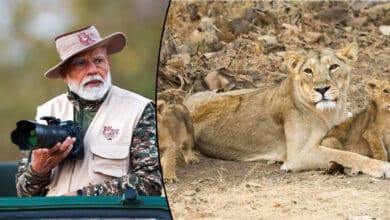 PM Modi Celebrates World Wildlife Day with Jungle Safari at Gir