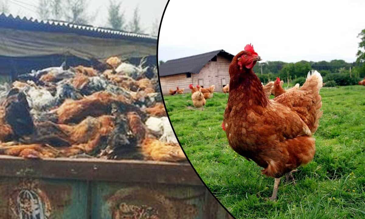 Telangana Bird Flu Outbreak: 3,500 Country Chickens Die in Medak