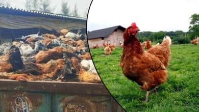 Telangana Bird Flu Outbreak: 3,500 Country Chickens Die in Medak