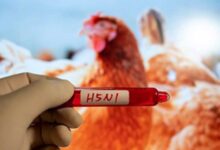 H5N1 Danger: Why Kids and Young Adults Are at Highest Risk!