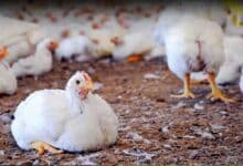 Telangana on High Alert: Bird Flu Outbreak Kills Thousands of Chickens!