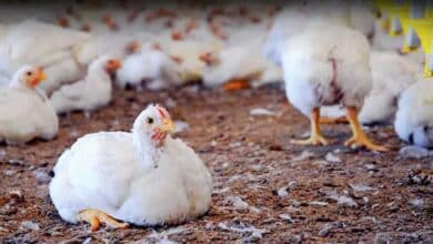 Telangana on High Alert: Bird Flu Outbreak Kills Thousands of Chickens!