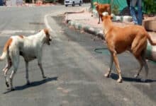 Hyderabad: GHMC Proposes Euthanasia for Aggressive Stray Dogs Amid Rising Attacks; Is This the Only Solution?