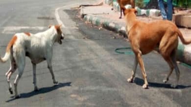 Hyderabad: GHMC Proposes Euthanasia for Aggressive Stray Dogs Amid Rising Attacks; Is This the Only Solution?