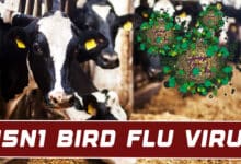 ALERT: Deadly H5N1 Mutation Found in US Dairy Herds—Pandemic Risk Rising