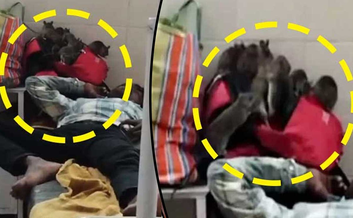 Horrifying Scene: Mice Infestation in Government Hospital's Children's Ward, Video Goes Viral