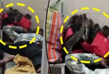 Horrifying Scene: Mice Infestation in Government Hospital's Children's Ward, Video Goes Viral