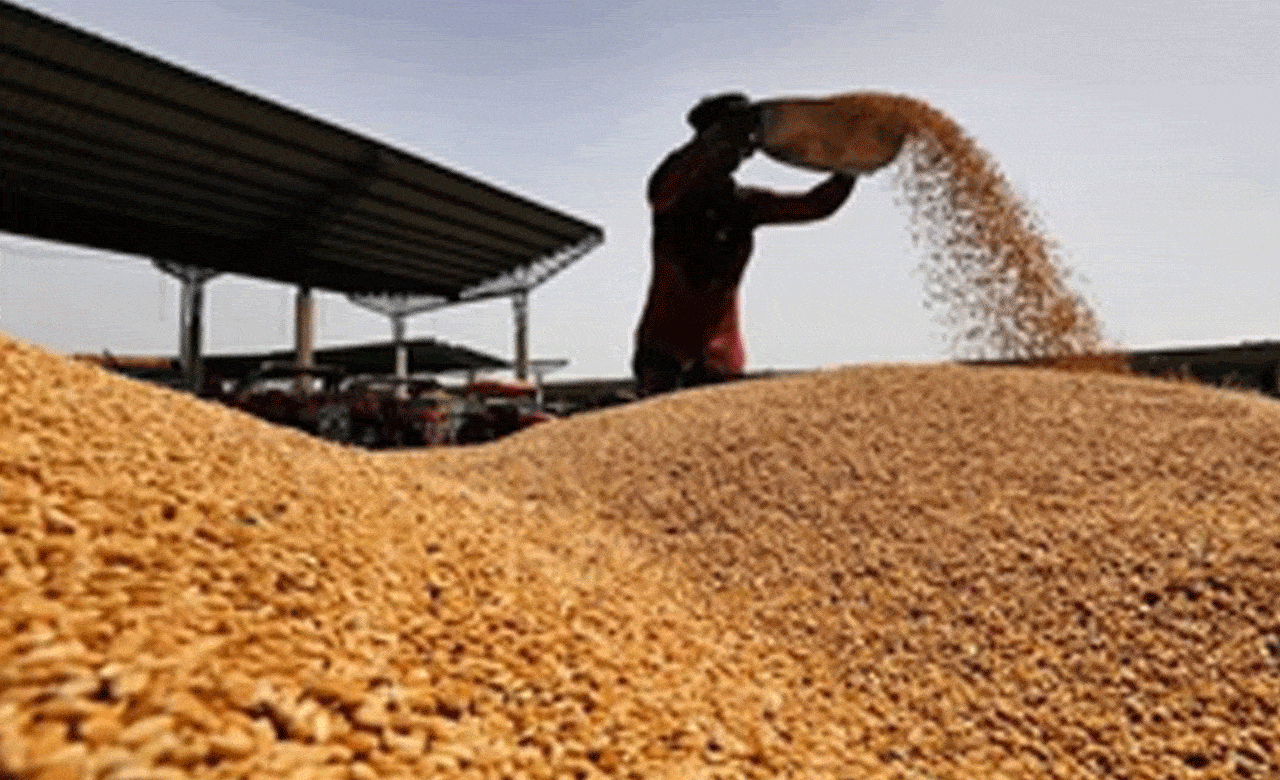 Madhya Pradesh Delays Wheat Procurement Amid High Moisture Concerns